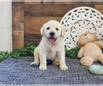 Small Labrador Retriever