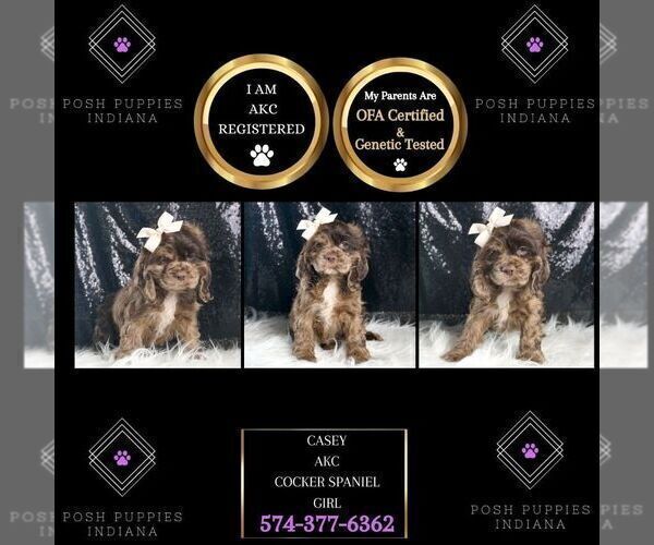 Medium Photo #15 Cocker Spaniel Puppy For Sale in WARSAW, IN, USA