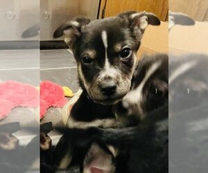 German Shepherd Dog-Huskies  Mix Dogs for adoption in Princeton, MN, USA