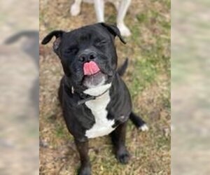 Deitz - Male Bulloxer Dog for Adoption - Photo #2