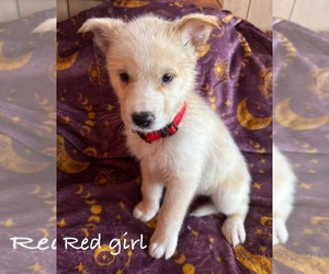 Medium German Shepherd Dog-Siberian Husky Mix