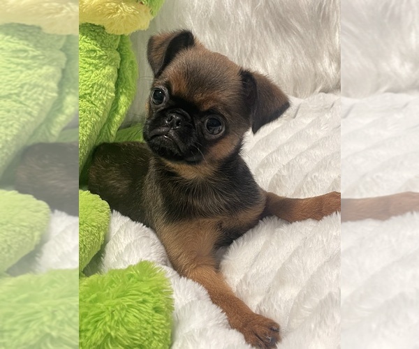 Medium Photo #23 Brussels Griffon Puppy For Sale in LEXINGTON, VA, USA