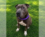 Small #2 American Pit Bull Terrier Mix