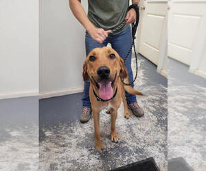 Mutt Dogs for adoption in Linton, IN, USA