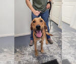 Bo - Male Mutt Dog for Adoption - Small photo