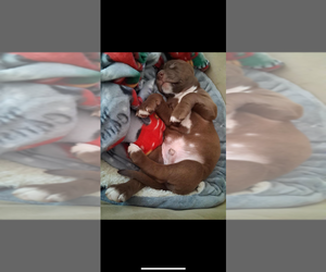 Medium American Pit Bull Terrier-German Shepherd Dog Mix
