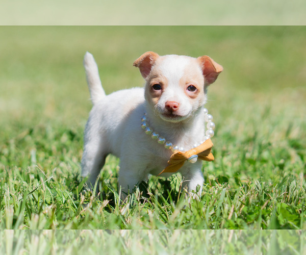 Medium Photo #77 Chihuahua Puppy For Sale in WARSAW, IN, USA