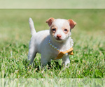 Small Photo #77 Chihuahua Puppy For Sale in WARSAW, IN, USA