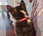Small #2 Pembroke Welsh Corgi
