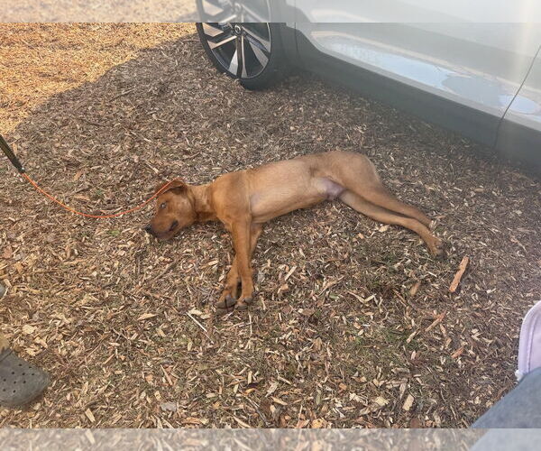 Medium Photo #5 Unknown-Vizsla Mix Puppy For Sale in Woodland Hills, CA, USA