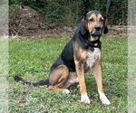 Small #1 Mutt