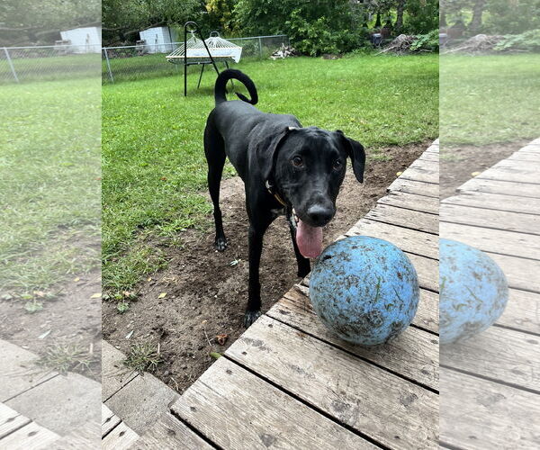 Medium Photo #4 Doberman Pinscher-Great Pyrenees Mix Puppy For Sale in Buffalo, MN, USA