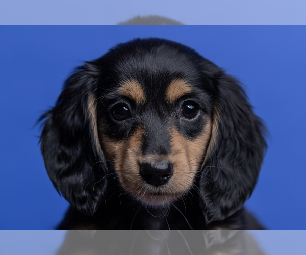 Medium Photo #8 Dachshund Puppy For Sale in CROWLEY, TX, USA