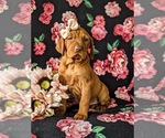 Small Photo #1 Vizsla Puppy For Sale in KINZERS, PA, USA