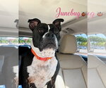 Small #6 American Staffordshire Terrier-Bulldog Mix