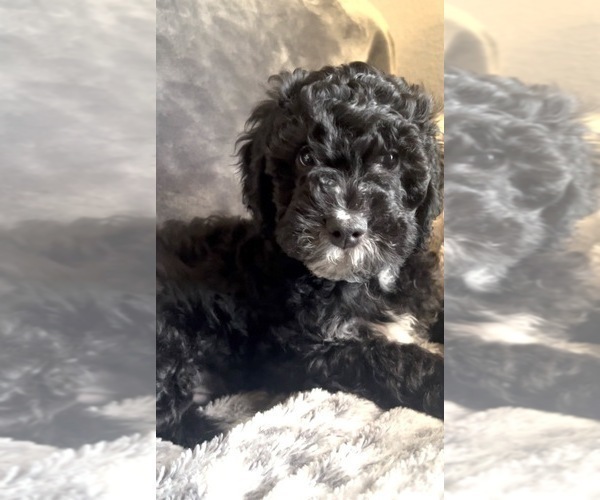 Medium Photo #4 Goldendoodle mix (+ Poodle Miniature) Puppy For Sale in FONTANA, CA, USA