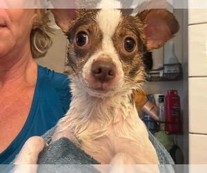 Buddy - Male Chihuahua-Unknown Mix Dog for Adoption - Photo #2