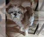 Small #2 Shih Tzu