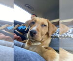 Small #1 Labrador Retriever Mix
