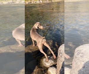 Mother of the Weimaraner puppies born on 09/19/2025