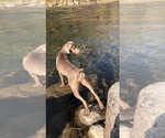 Small Photo #1 Weimaraner Puppy For Sale in WILLOWS, CA, USA
