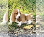 Small #15 Basset Hound