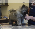Small Photo #16 Keeshond Puppy For Sale in FAYETTEVILLE, TN, USA