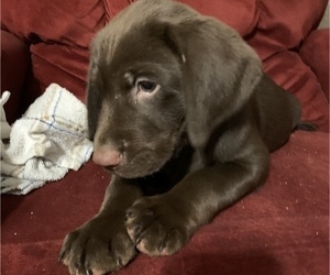 Labrador Retriever Puppy for sale in SPOTSYLVANIA, VA, USA
