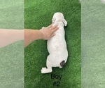 Small Photo #7 French Bulldog Puppy For Sale in EL CAMPO, TX, USA