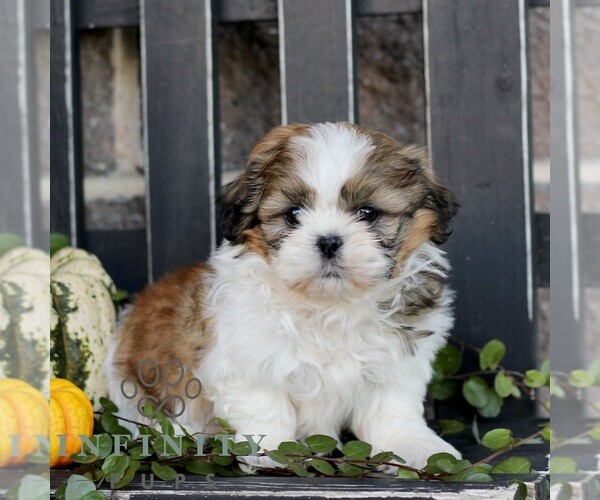 Medium Photo #2 Shih Tzu Puppy For Sale in GORDONVILLE, PA, USA