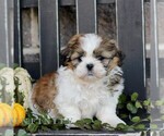 Maxwell - Male Shih Tzu Puppy for Sale - Photo #2