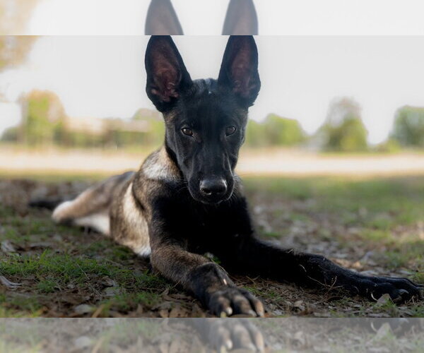 Medium Photo #4 Mutt Puppy For Sale in Imlay City, MI, USA