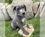 Small #3 Great Dane