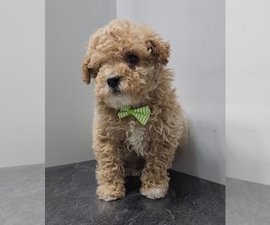 Poodle (Toy) Puppy for sale in HOAGLAND, IN, USA