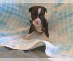 Small American Pit Bull Terrier