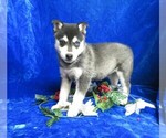 Small Photo #2 Alaskan Klee Kai Puppy For Sale in NORWOOD, MO, USA