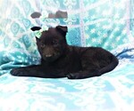 Small Photo #5 German Shepherd Dog Puppy For Sale in LANCASTER, PA, USA