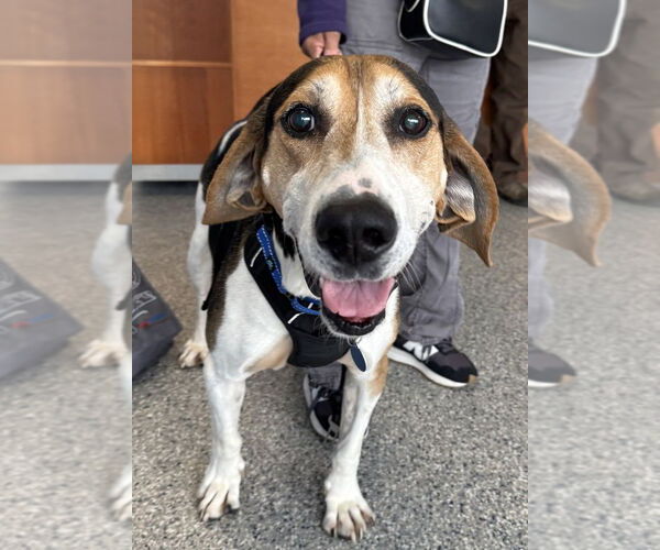 Medium Photo #3 Treeing Walker Coonhound-Unknown Mix Puppy For Sale in Greenbelt, MD, USA