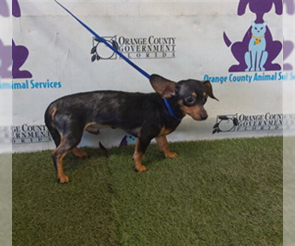 Medium Photo #1 Chihuahua-Unknown Mix Puppy For Sale in Orlando, FL, USA