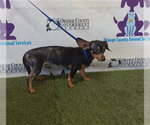 BISCUIT - Male Chihuahua-Unknown Mix Dog for Adoption - Small photo