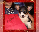 Small Photo #4 Pembroke Welsh Corgi Puppy For Sale in GALLEGOS, NM, USA
