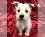 Small #2 West Highland White Terrier