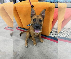 Leilani - Female German Shepherd Dog-Unknown Mix Dog for Adoption - Photo #6