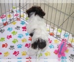 Small #3 Havanese