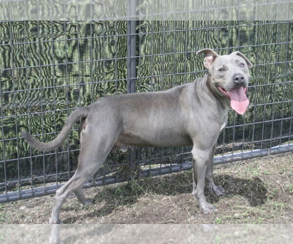 Medium Photo #2 Mutt Puppy For Sale in Abbeville, LA, USA