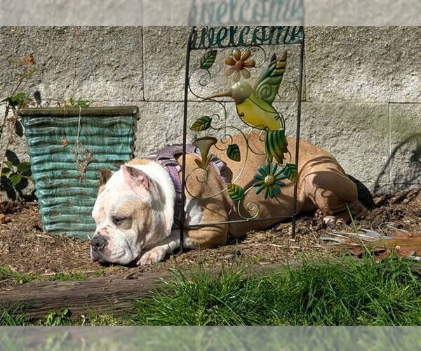 Medium Photo #4 Mutt Puppy For Sale in Bellevue, WA, USA