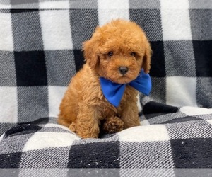 Cavapoo Puppy for sale in LAKELAND, FL, USA