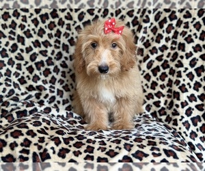 Goldendoodle (Miniature) Puppy for sale in LAKELAND, FL, USA