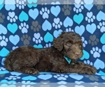 Small Photo #2 Aussiedoodle Puppy For Sale in PORT DEPOSIT, MD, USA