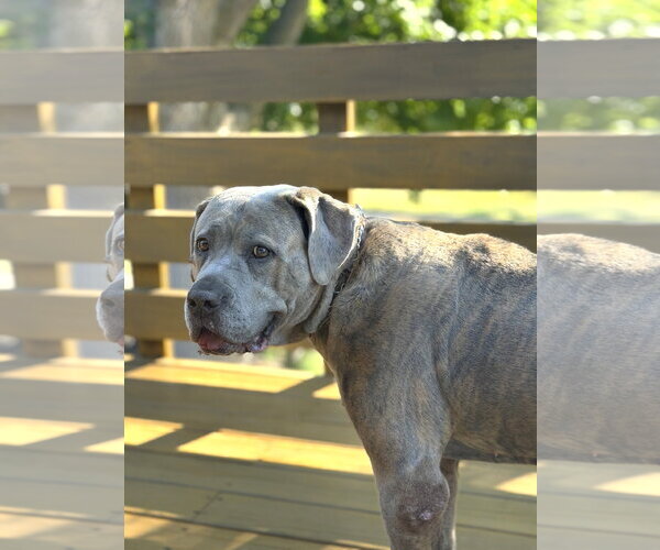Medium Photo #3 Mutt Puppy For Sale in St. Louis Park, MN, USA